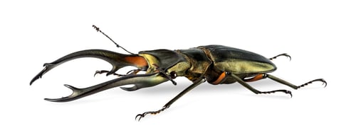 Preview: 2016 215 161