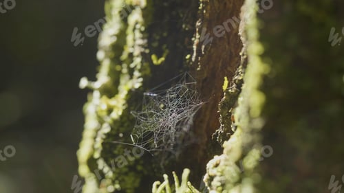 Preview: Large spiderweb , on a tree, on morning dew, with natural background, very solid cobweb