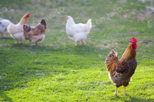Preview: Group of grown healthy white hens and big brown rooster feeding