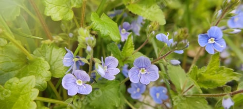 Preview: Banner with small purple flowers Veronica