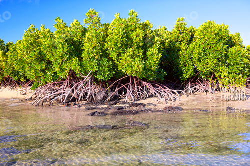 Preview: Mangrove plants