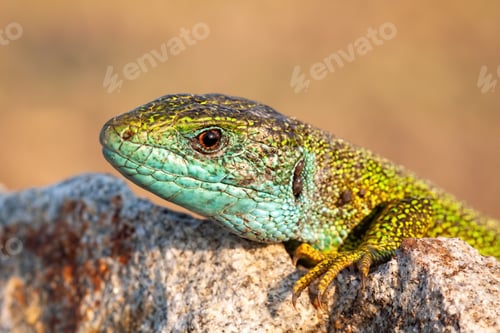 Preview: Close-up of a male european green lizard on stone at sunrise