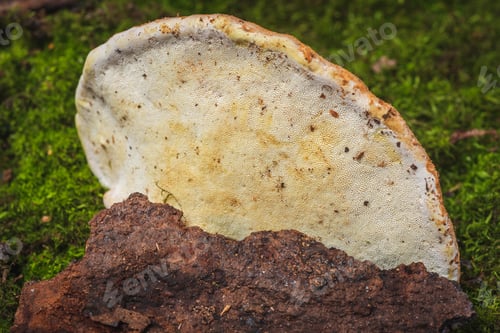 Preview: Fomitopsis Pinicola- Medicinal Mushrooms The Fungus In The Wild