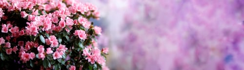 Preview: Japanese pink Azalea flowers