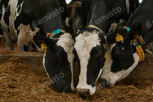 Preview: Domestic cows on dairy farm
