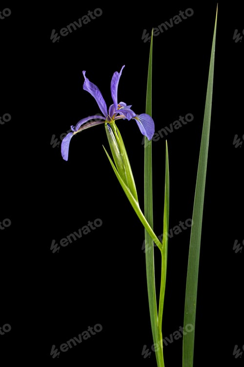 Preview: Violet flower of marsh iris, lat. Iris pseudacorus, isolated on black background