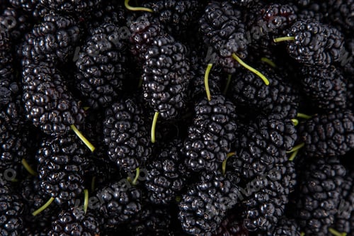 Preview: Mulberry in a bowl. Blackberry harvest in summer. Fruit food background.
