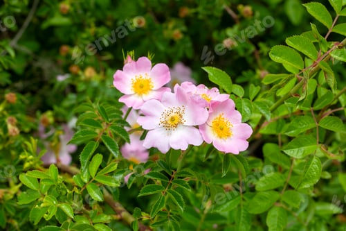 Preview: Wild Rose (Rosa canina) with open petals in spring
