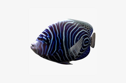 Preview: Angelfish with striped pattern and elongated fins