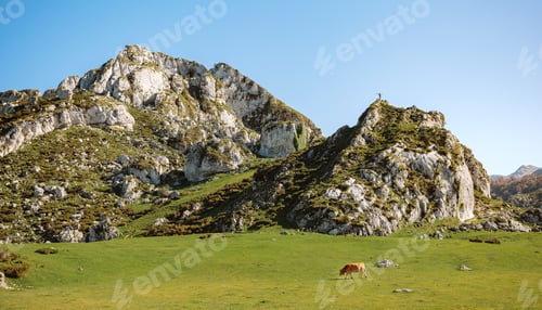 Preview: Mountaineer on a rock and cow on the grass
