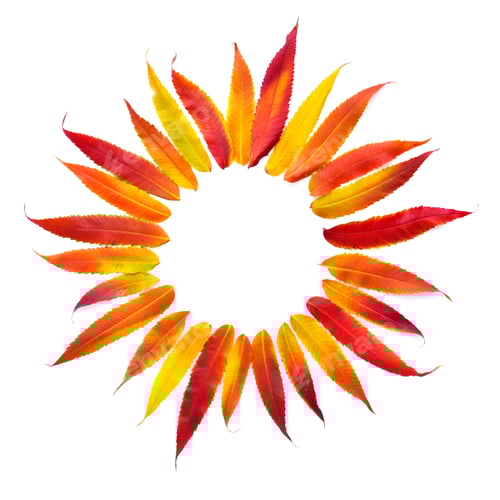 Preview: Autumn leaves in the form of the sun isolated on white backgroun