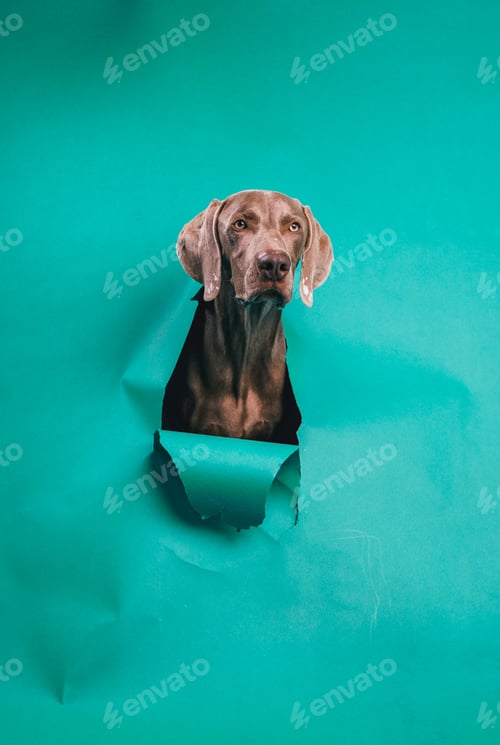 Preview: Weimaraner dog breaking through teal paper