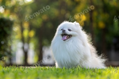 Preview: white Japanese Spitz dog