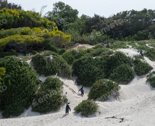 Preview: African penguins, also known as Cape penguins on a beach at South Africa