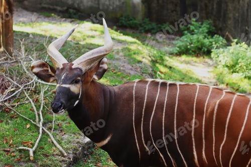 Preview: The bongo antelope ungulate animal