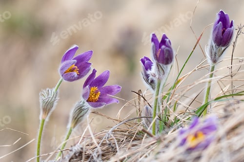 Preview: Beautiful macro image of a pulsatilla vulgaris nestled among rugged rocks and lush grass