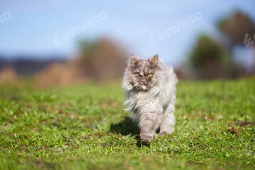Preview: Gray Persian cat walking in the field
