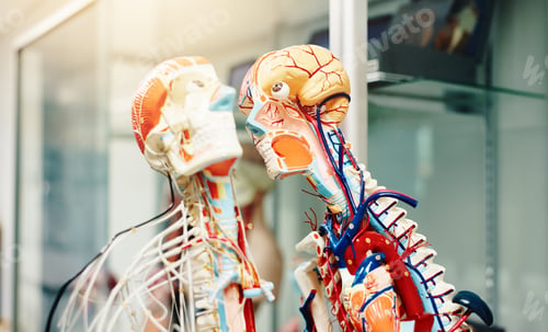 Preview: Medical school, research and human model for study, skeleton and cardiology in science or health. C