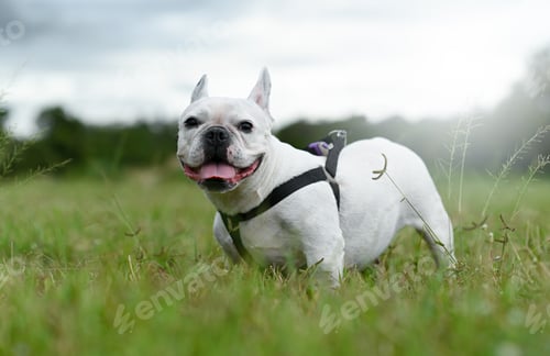 Preview: A white French bulldog stands on an outdoor lawn looking at the camera.
