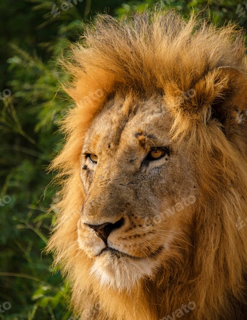 Preview: African Lions during safari game drive in Kruger National park South Africa