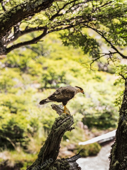 Preview: Caracara watching from forest tree in Los Glaciares National Park, Patagonia, Argentina