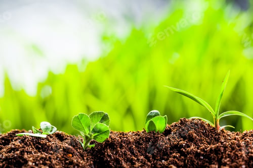 Preview: New life. Young sprout in springtime,Closeup.