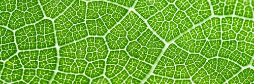 Preview: Extreme close up texture of leaf veins