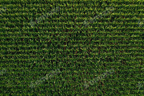Preview: Unripe corn crop plantation from drone pov, aerial shot