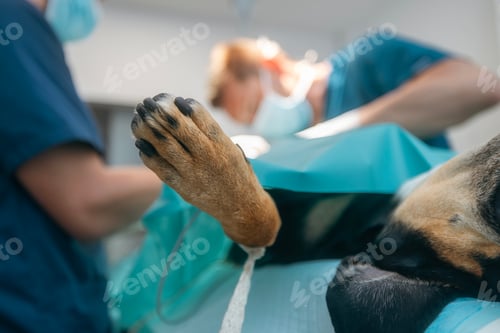 Preview: Veterinarian during dog surgery