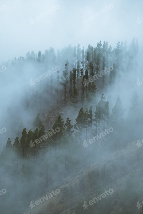 Preview: Fog in the Forest