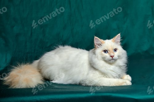Preview: Banner with pretty white cat with blue eyes and long mustache. Close up portrait of kitten isolated