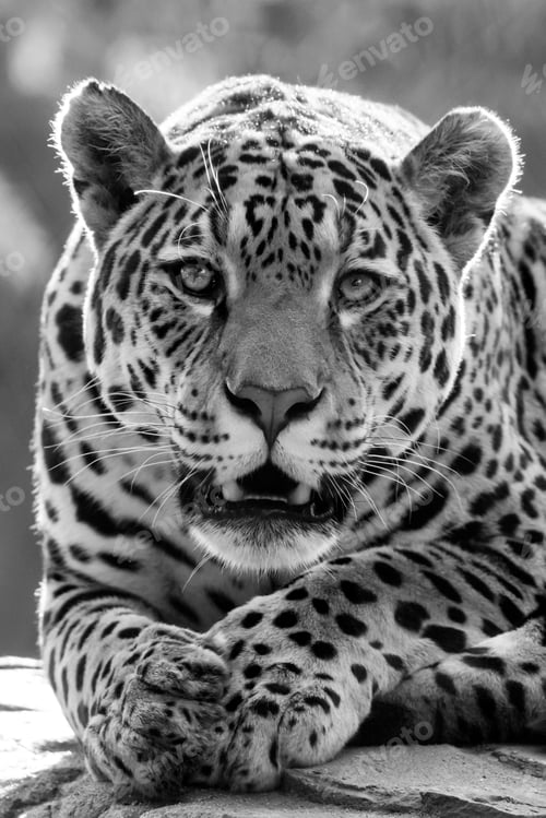 Preview: Jaguar
