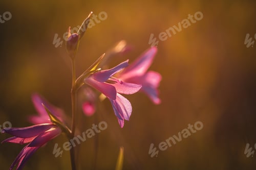 Preview: Closeup shot of a blooming dark pink Schlumbergera flower