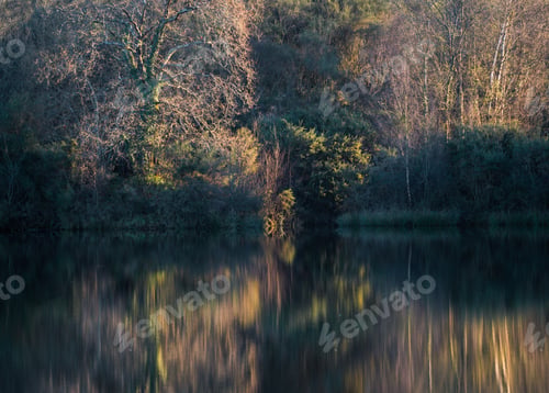 Preview: Oak trees and thick vegetation reflected in the calm waters of a lagoon