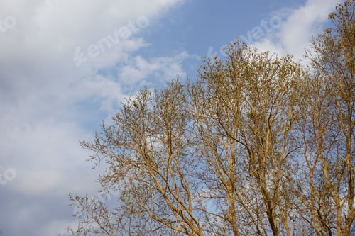 Preview: Beautiful view of a bare tree with a cloudy sky in the background