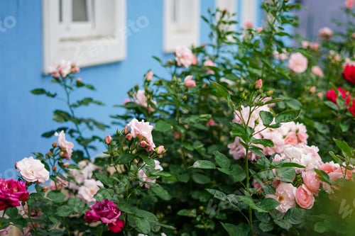 Preview: Vintage pink roses near the wood blue wall in the house garden
