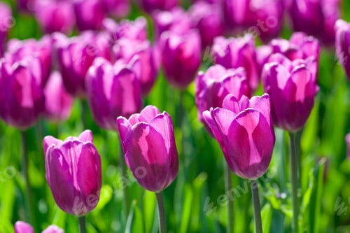 Preview: beautiful tulips in a flowerbed in a city park