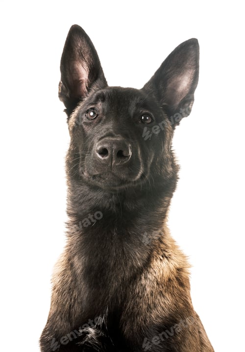 Preview: belgian shepherd malinois