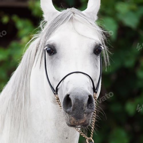 Preview: arabian, horse, mare, stallion, riding