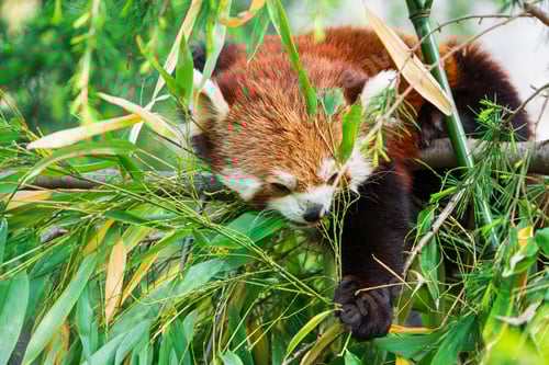 Visualização: Urso panda vermelho subindo em árvore. Vista de perto de um panda vermelho raro