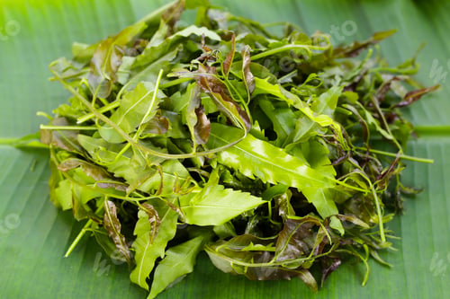 Preview: Neem leaves on wihte background.