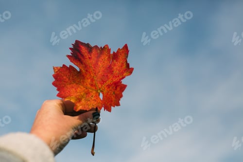 Preview: Crop hand holding autumn leaf against sky