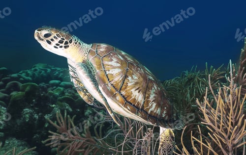 Preview: Underwater Photograph surrounded by coral reef scene