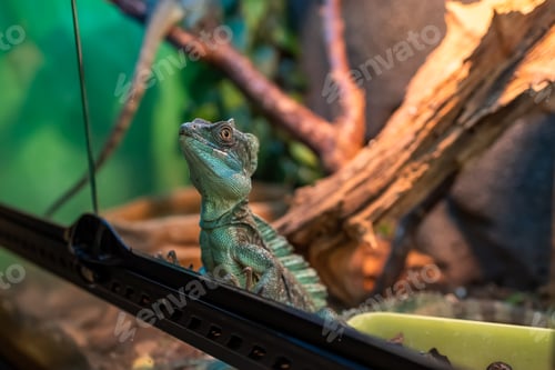Preview: a big green lizard gets dressed up to the glass of the terrarium and watches what is happening