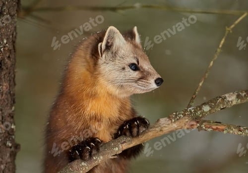 Preview: Closeup of an American marten (Martes americana) on a tree against blurred background