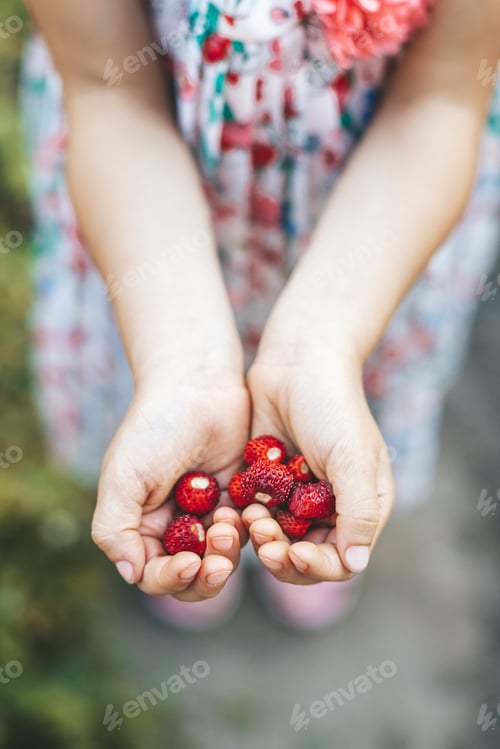 Preview: Child Hands Holding Fresh Wild Strawberries