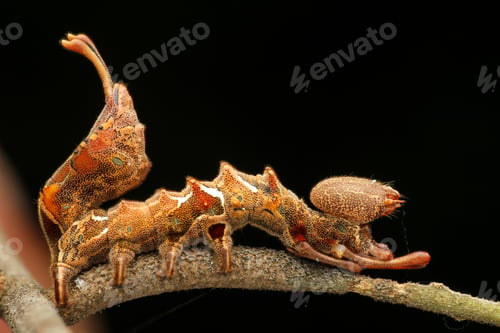 Preview: caterpillar