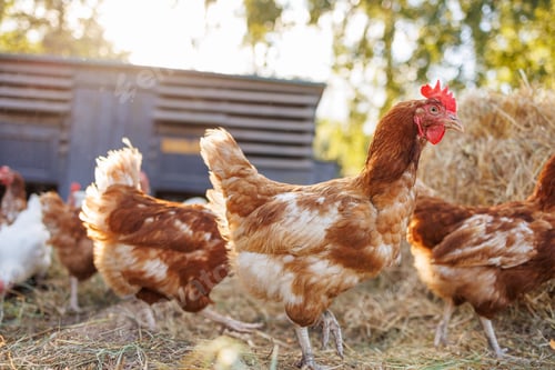 Preview: Free-range chickens on a farm at sunrise, organic poultry in a natural rural setting