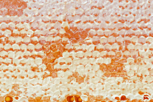 Preview: Honeycombs with honey. Natural background