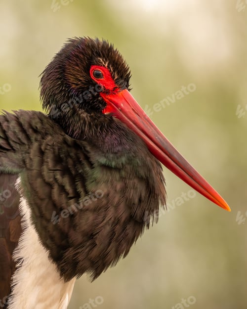 Preview: A vertical closeup shot of a black stork with a bright red beak
